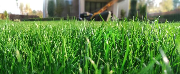 Quelles astuces pour entretenir facilement son gazon à Lingolsheim ?